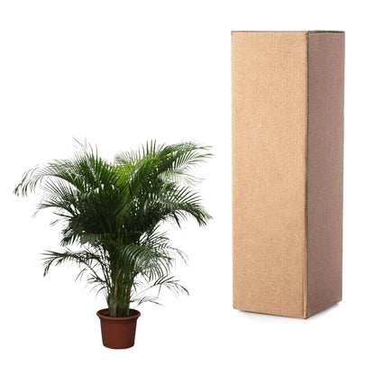 Goldpalme 230 cm – Tropische, pflegeleichte Zimmerpflanze