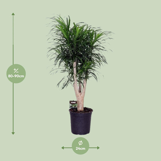 Dracaena Refl. Anita - Ø24cm - ↕90cm