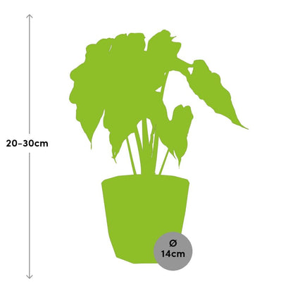 Alocasia ‘Polly’ in 14cm b.for rock living black