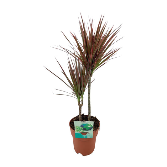 Dracaena Marginata Bicolor - Ø19cm - ↕70cm