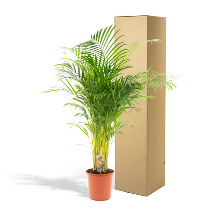 Goldfruchtpalme Areca Palme – 130 cm, luftreinigend