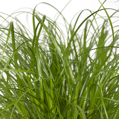 Cyperus Alternifolius - Katzengras - Ø12cm - ↕20cm