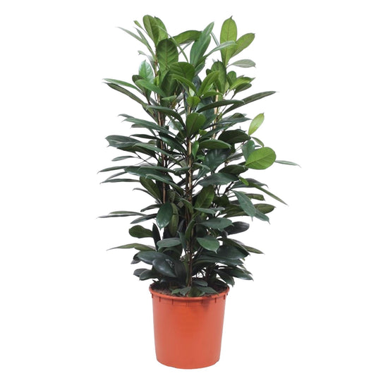 Afrikanischer Feigenbaum – 140 cm Zimmerpflanze