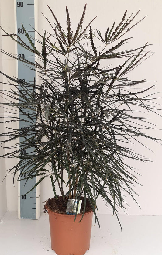 Dizygotheca Elegantissima