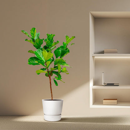 Ficus Lyrata-Stamm - 170 cm - ⌀30