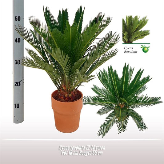 Cycas Revoluta - Ø16 ↕60