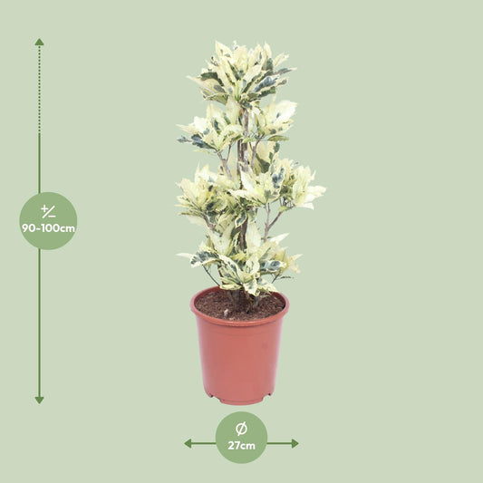 Codiaeum Variegatum Tamara - Ø27cm - ↕100cm