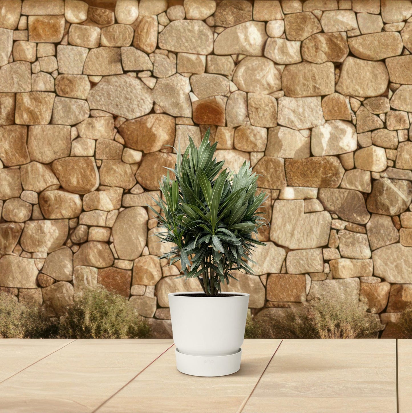 Oleander rot – Mediterrane Kübelpflanze 70 cm