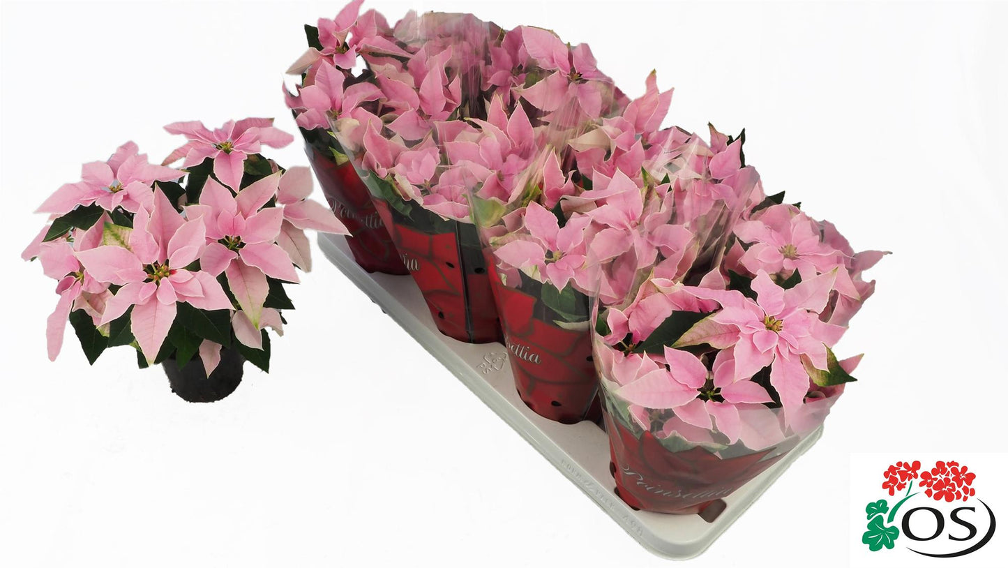 Euphorbia Princettia Vertakt Pink - Ø10,5cm - ↕30cm