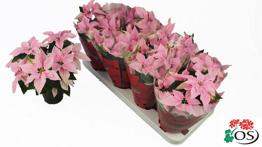 Euphorbia Princettia Vertakt Pink - Ø10,5cm - ↕30cm