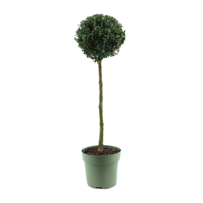 Buxus Semp. Mono-Ball - Ø23cm - ↕85cm