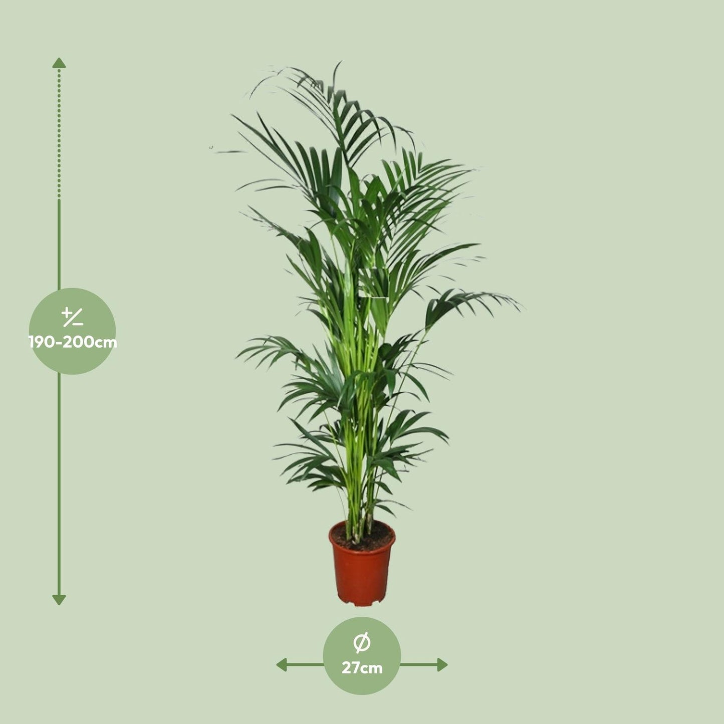 Howea - Ø27cm - ↕200cm