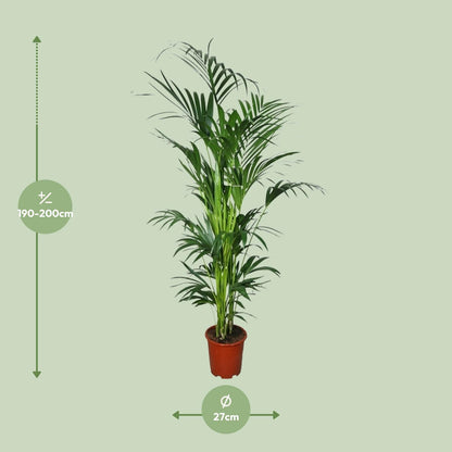 Howea - Ø27cm - ↕200cm