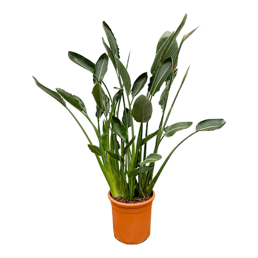 Paradiesvogelblume XL – Exotische Zimmerpflanze 160 cm