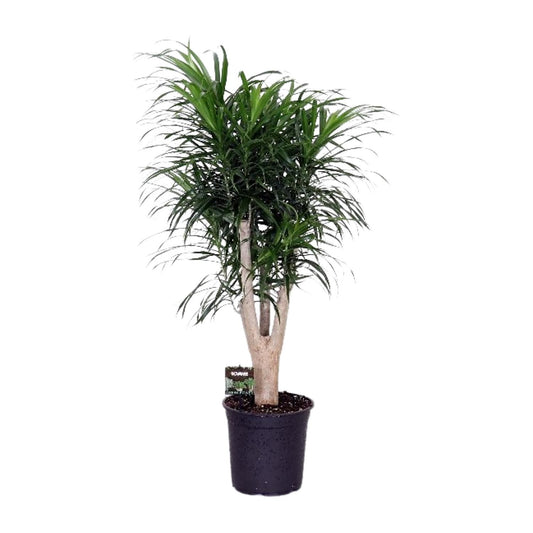Dracaena Refl. Anita - Ø24cm - ↕90cm