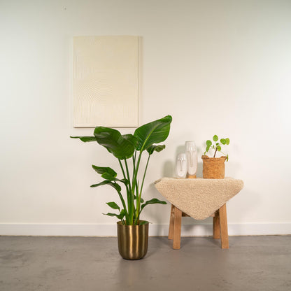Strelitzia Nicolai - Ø19cm - ↕90cm + Topf Mayk Gold