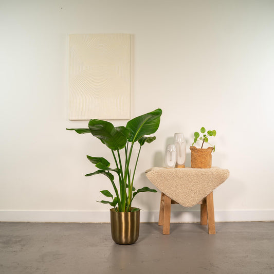 Strelitzia Nicolai - Ø19cm - ↕90cm + Topf Mayk Gold