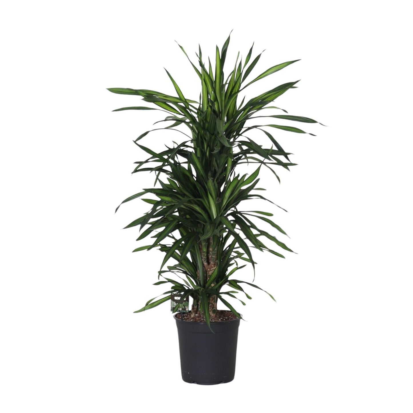 Dracaena Frag. Rikii - Ø27cm - ↕120cm