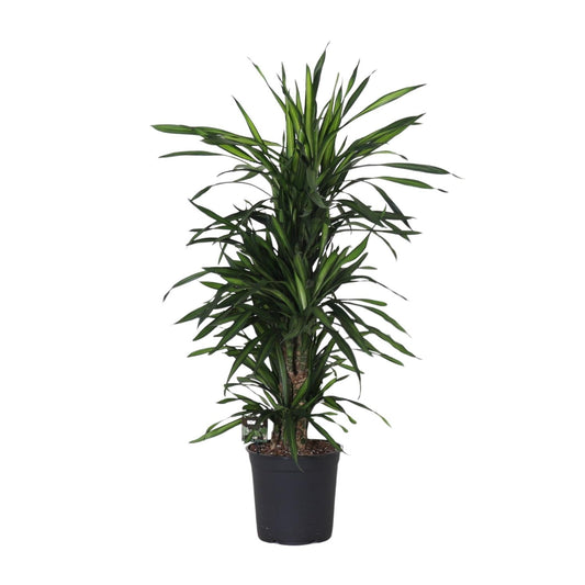 Dracaena Frag. Rikii - Ø27cm - ↕120cm