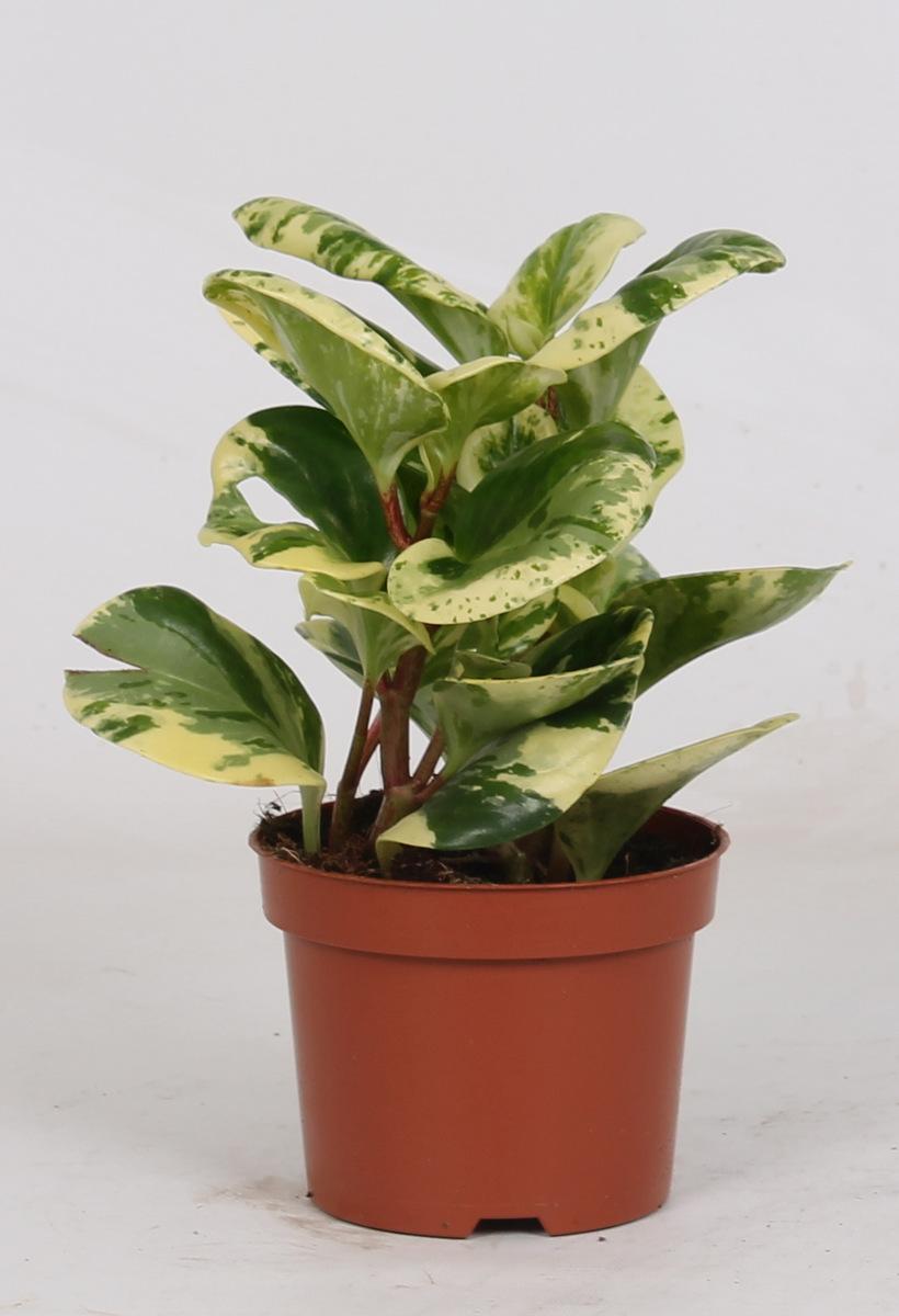 Peperomia Obtusifolia 'Variegata' - Ø12cm - ↕20cm