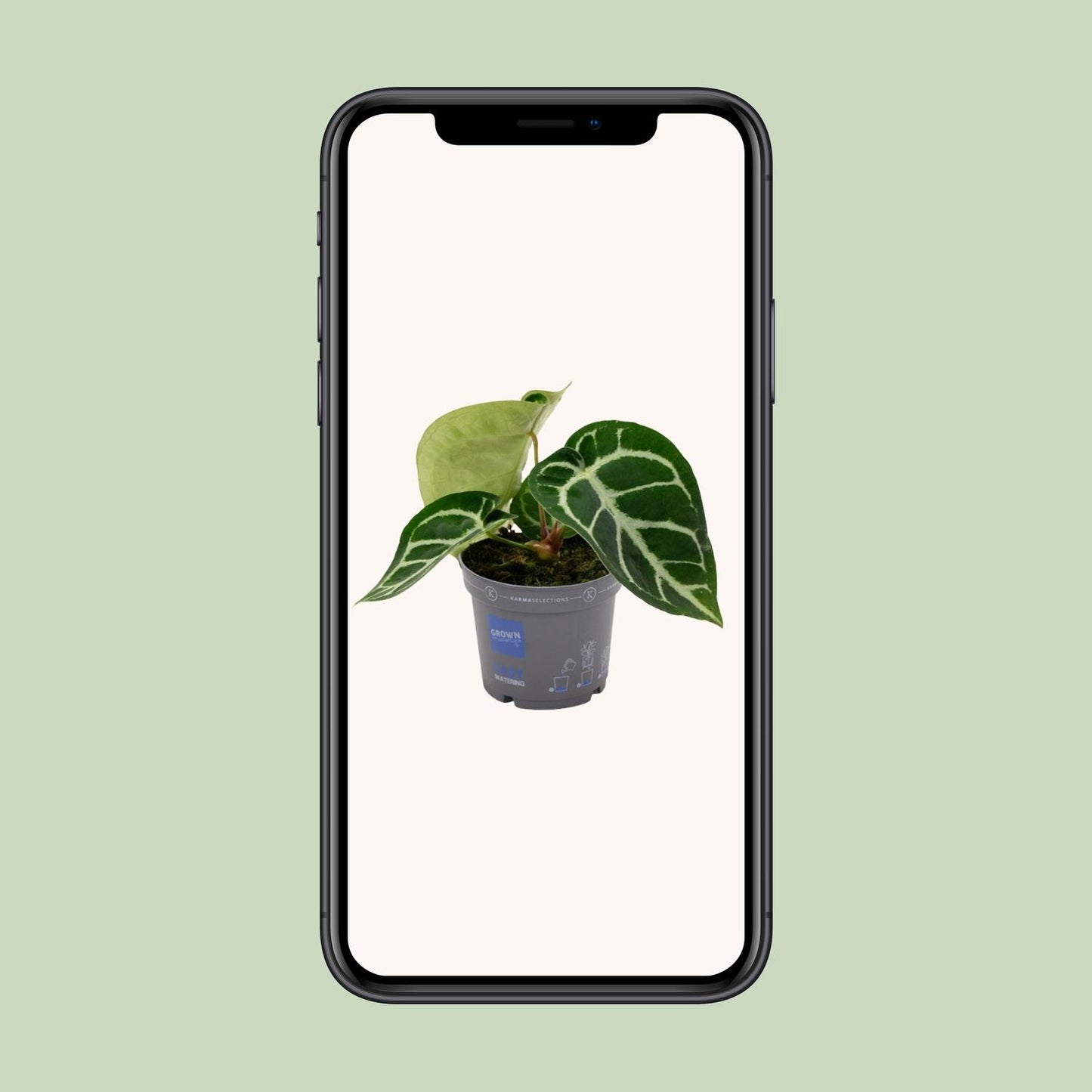 Anthurium Clarinervium - Ø12cm - ↕20cm