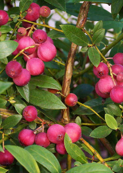 6x - Vaccinium corymbosum - ↨45cm - Ø13