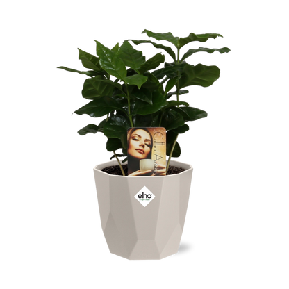 Coffea Arabica in ELHO b.for rock 14 cm warm grey