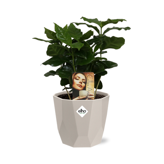 Coffea Arabica in ELHO b.for rock 14 cm warm grey
