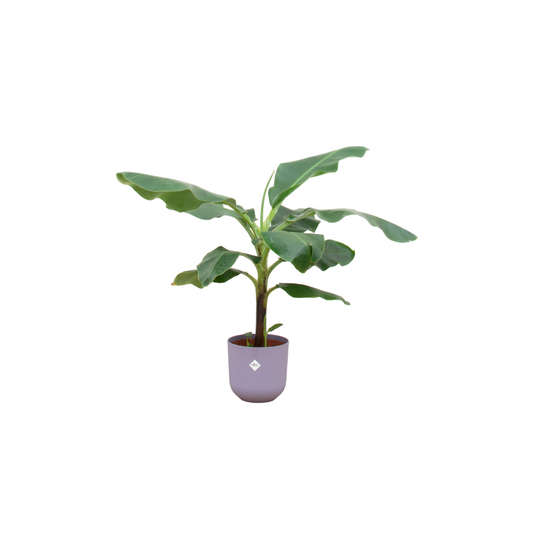 Bananenpflanze 100 cm im lila Elho Jazz Topf