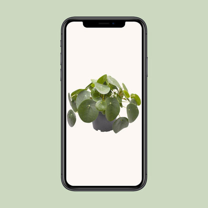 Pilea Peperomioides - Ø12cm - ↕20cm