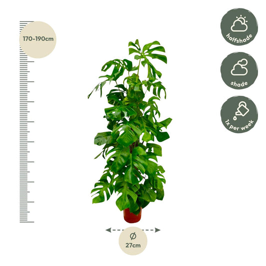 Fensterblatt XXL – Monstera Deliciosa Zimmerpflanze 180 cm