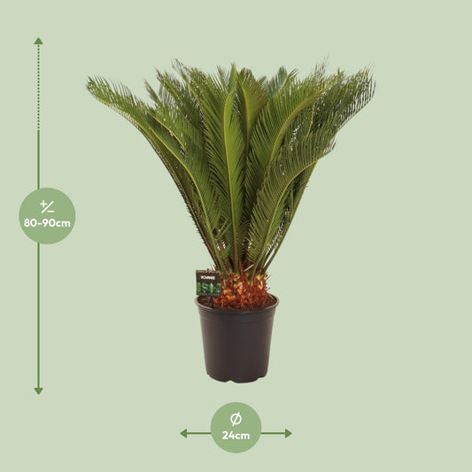 Cycas Revoluta - Ø24 ↕90