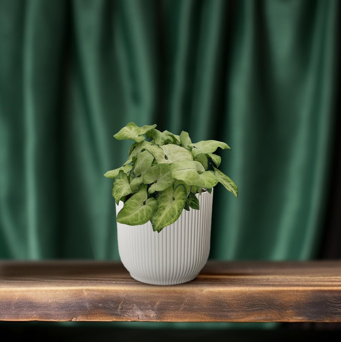 Syngonium 'White Butterfly' - Ø13cm - ↕25cm