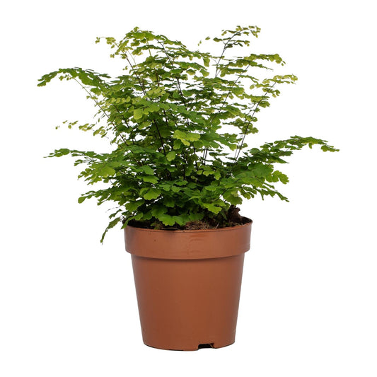 Adiantum Fritz Luthi - Ø12cm - ↕35cm