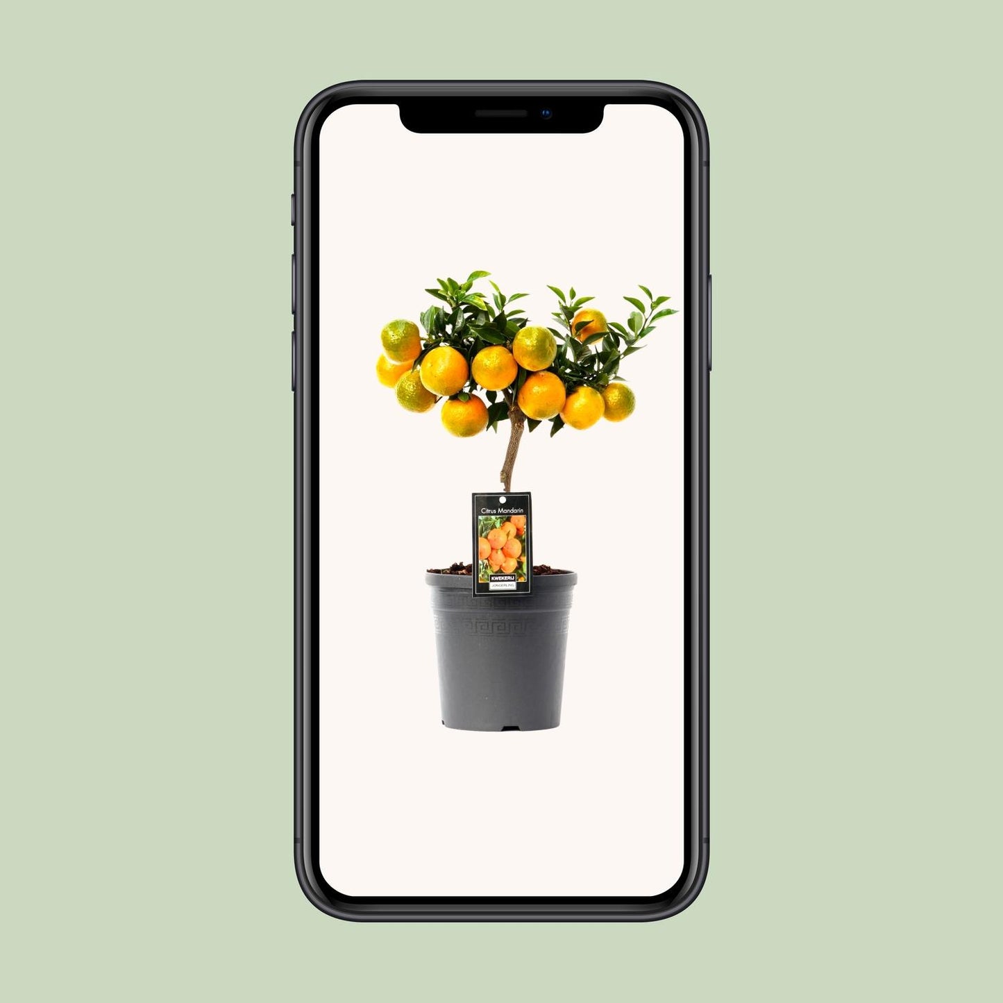 Citrus Mandarin - Ø16cm - ↕45cm