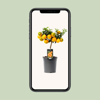 Citrus Mandarin - Ø16cm - ↕45cm