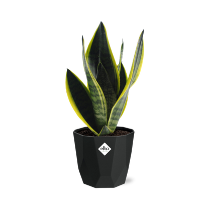 Sansevieria Futura Superba in 14cm b.for rock living black