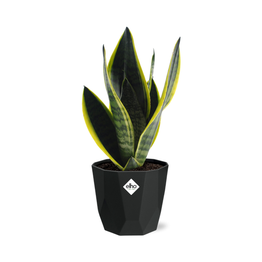 Sansevieria Futura Superba in 14cm b.for rock living black