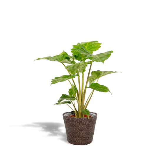 Alocasia Portodora - Ø21cm - ↕80cm + Korb Igmar