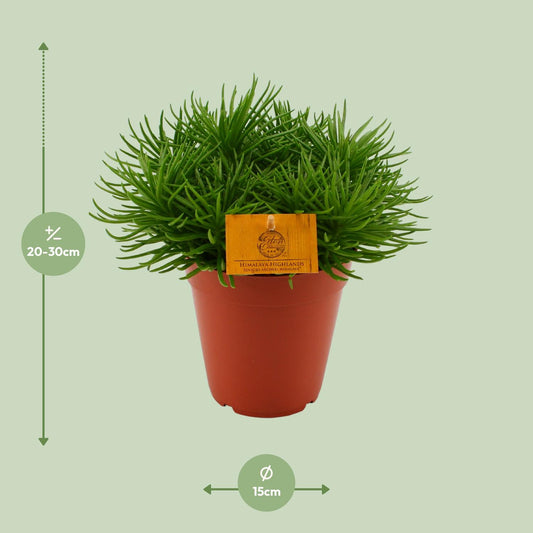 Senecio Himalaya - Ø15cm - ↕25cm
