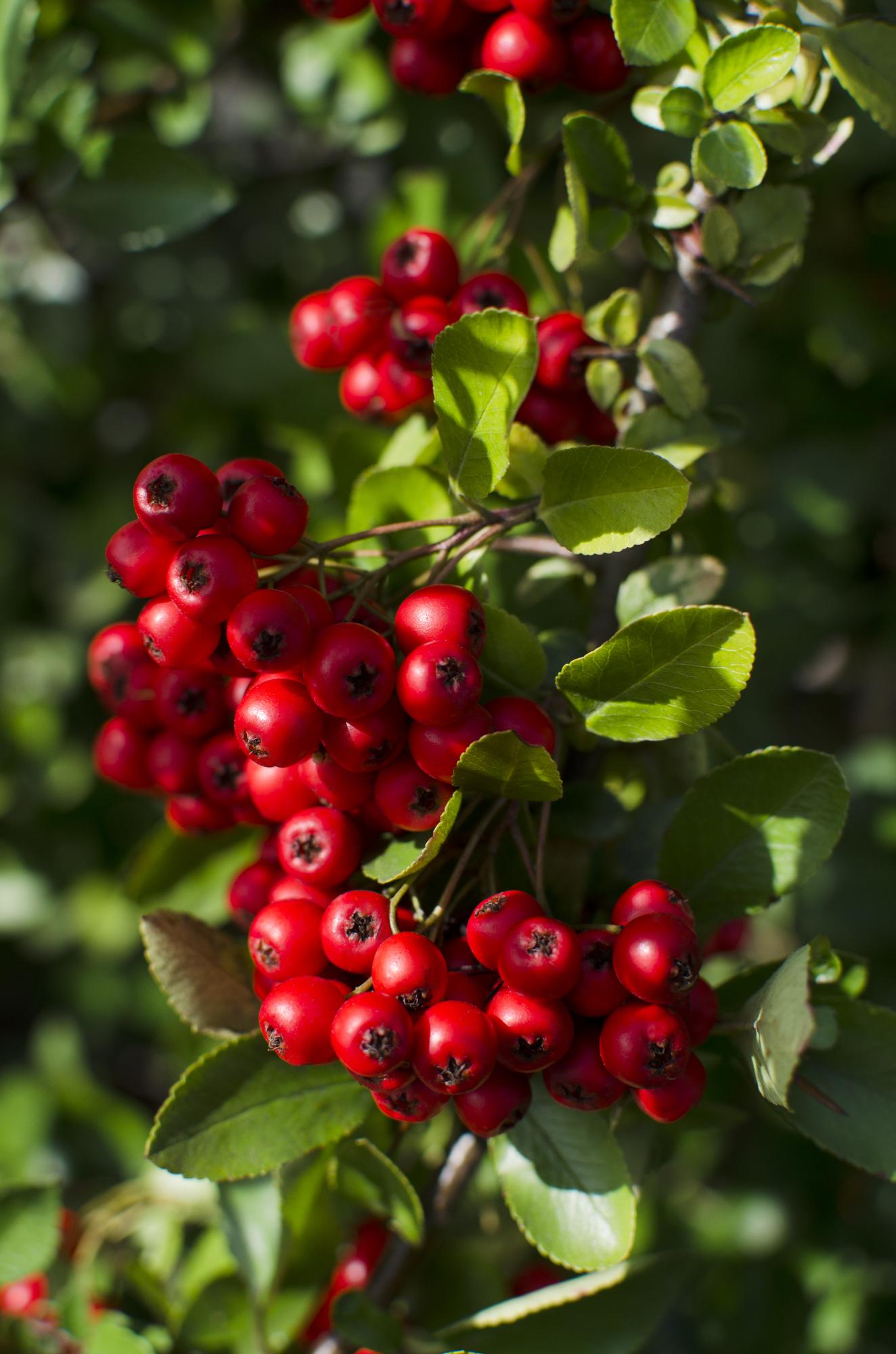 Pyracantha coccinea Red Star - Ø23cm - ↕75cm - Ø19 - ↨70cm