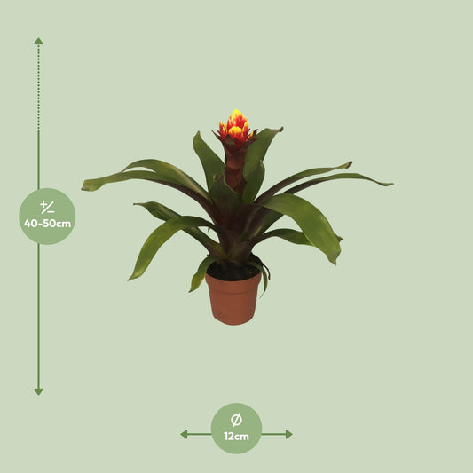 Guzmania Crown - Ø12cm - ↕45cm