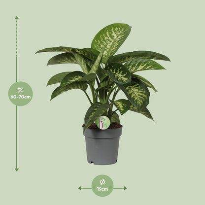 Dieffenbachia Mars - Ø19cm - ↕60cm