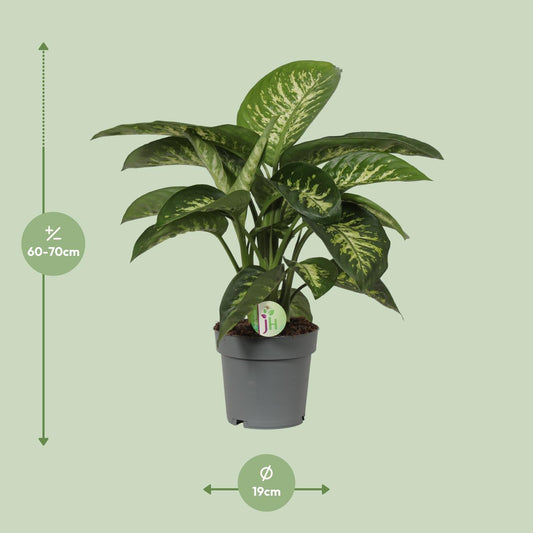 Dieffenbachia Mars - Ø19cm - ↕60cm