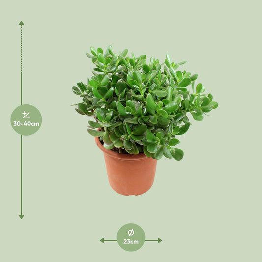 Crassula Ovata - Ø23cm - ↕35cm