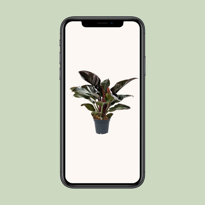 Philodendron Imperial Red - Ø17cm - ↕50cm