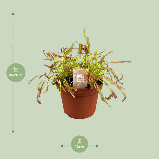 Drosera Capensis - Ø12cm - ↕17cm