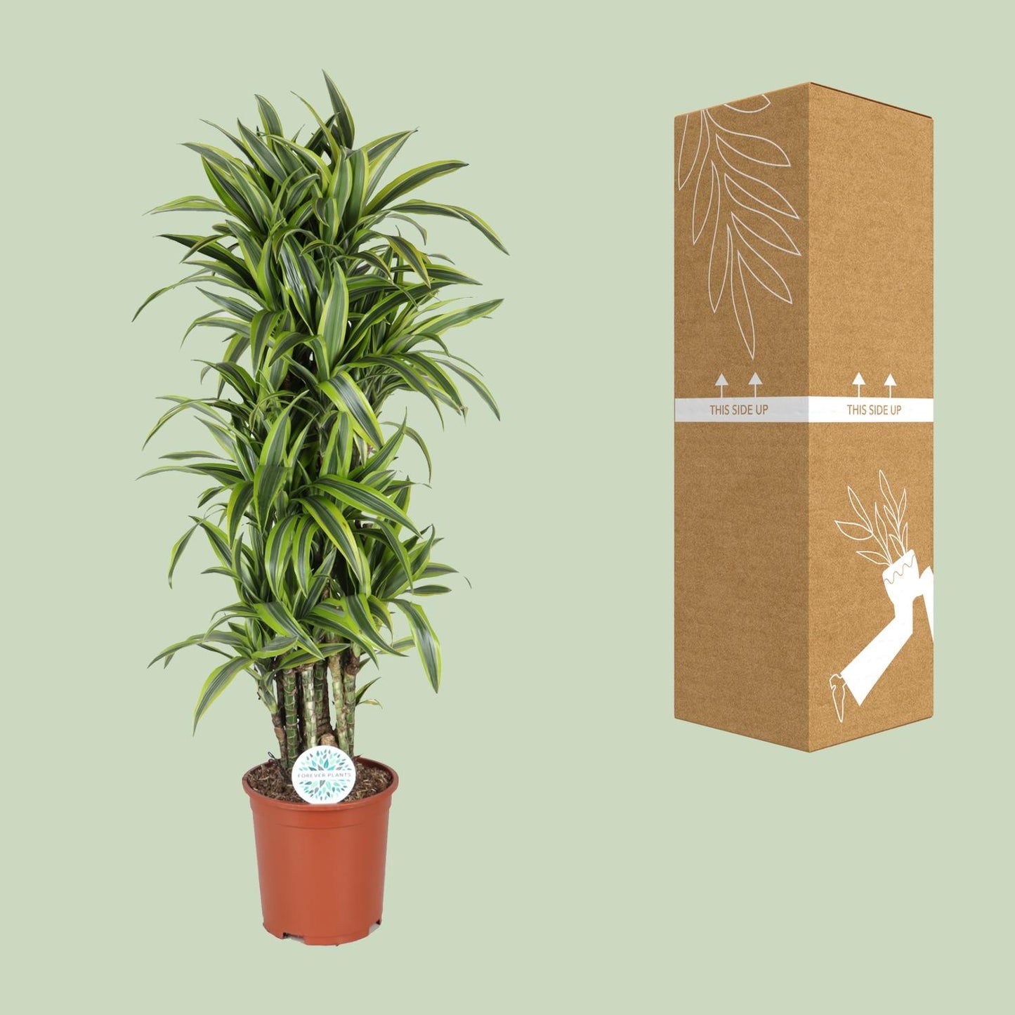 Dracaena Deremensis Lemon Lime - Ø27cm - ↕120cm