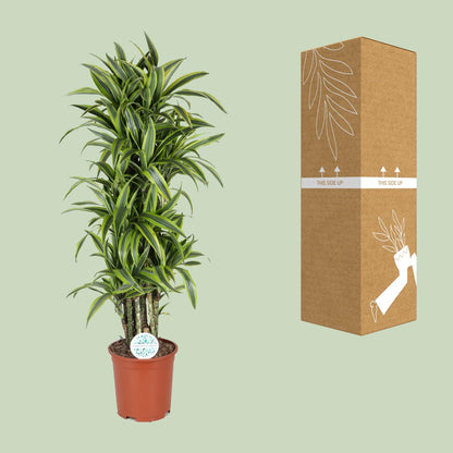 Dracaena Deremensis Lemon Lime - Ø27cm - ↕120cm
