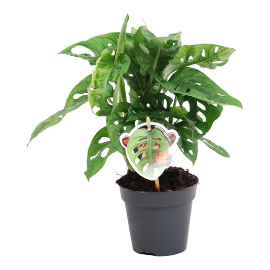 Monstera Monkey Leaf – Exotisches Fensterblatt 25 cm